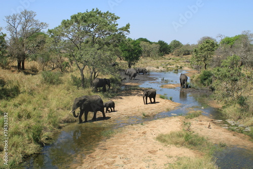 Herd of elephants in the river. Safari in the Kruger National Park, South Arica. Cubs and adult elephants.