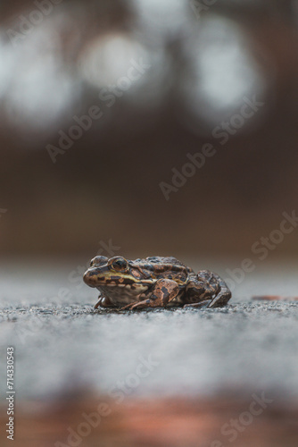 Close-up of the short-legged toad, Epidalea calamita in Grenspark Kalmthoutse Heide near Antwerp in northwest Belgium photo