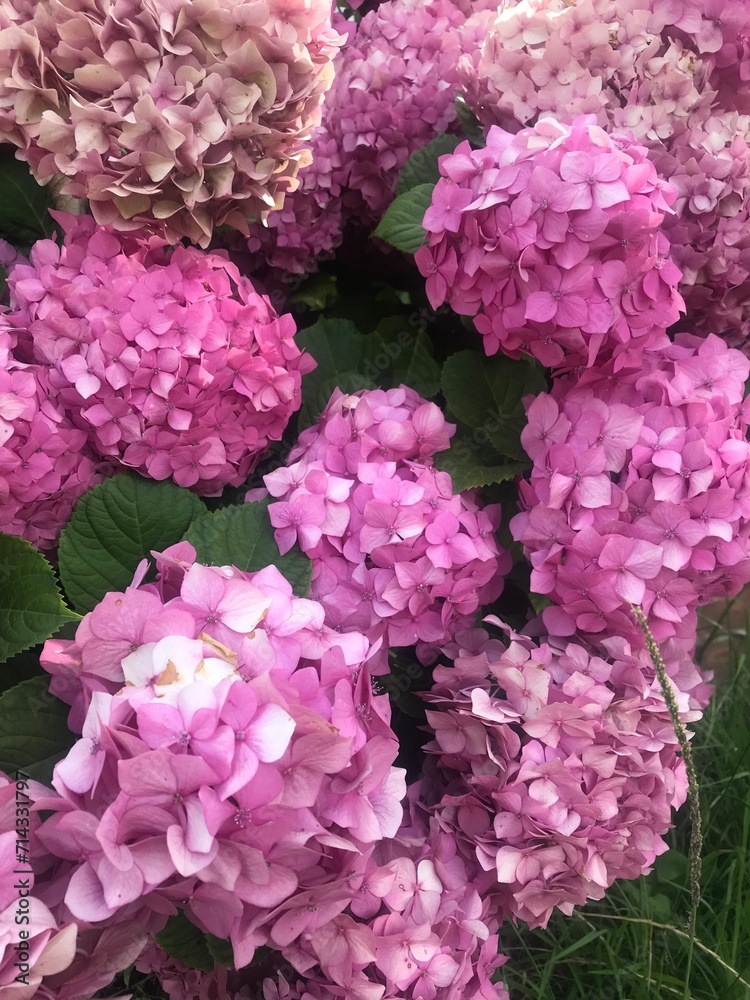 vistosas flores rosadas de una hortensia