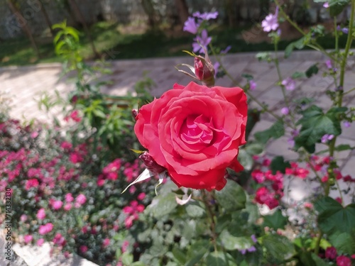 pink roses in a garden