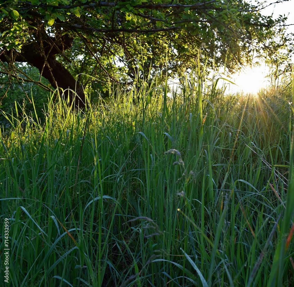 Fototapeta premium Wiese Baum