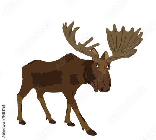 Moose vector illustration isolated on white background. Elk buck. Powerful deer with huge antlers symbol.