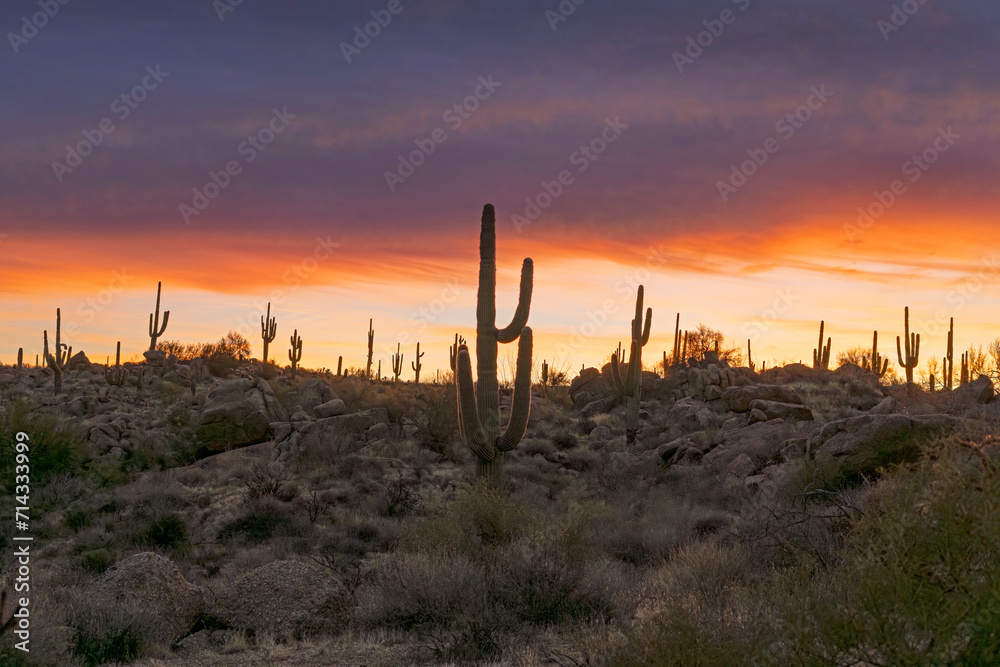 Desert Sunrise Landscape With Cactus In Scottsdale Arizona