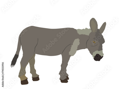 Donkey vector illustration isolated on white background. Domestic animal symbol. 