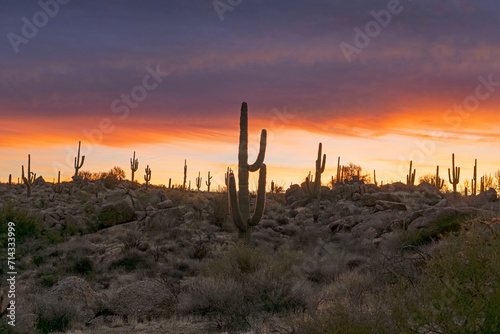 Desert Sunrise Landscape With Cactus In Scottsdale Arizona © Ray Redstone