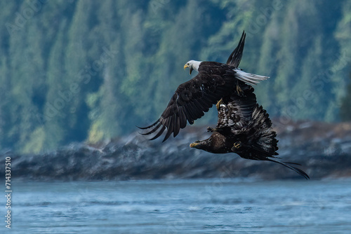 Eagle fight
A juvenile bald eagle attempts to take a hake fish off a mature bald eagle as a feeding frenzy begins in the Arran Rapids off Jimmy Judd Island photo