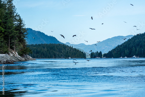 21 eagles feeding
A feeding frenzy off Jimmy Judd island as hake fish are forced to the surface in the tidal rapids photo