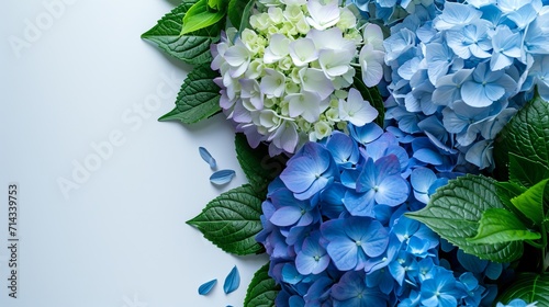 Blue hydrangea on plain background