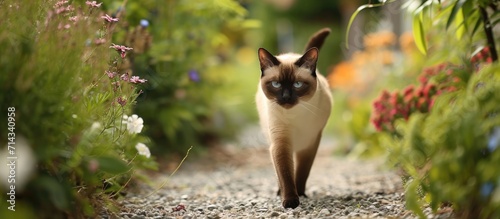 Blue-eyed Siamese cat wandering down a gravel path lined with wild flowers.