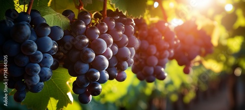 Scenic vineyard with ripe grapes in warm sunshine, perfect for wine and agriculture concepts