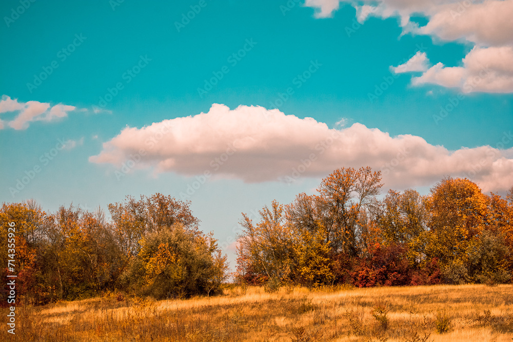 Yellow-Orange Field Against a Blue Sky with White Clouds. Autumnal Landscape