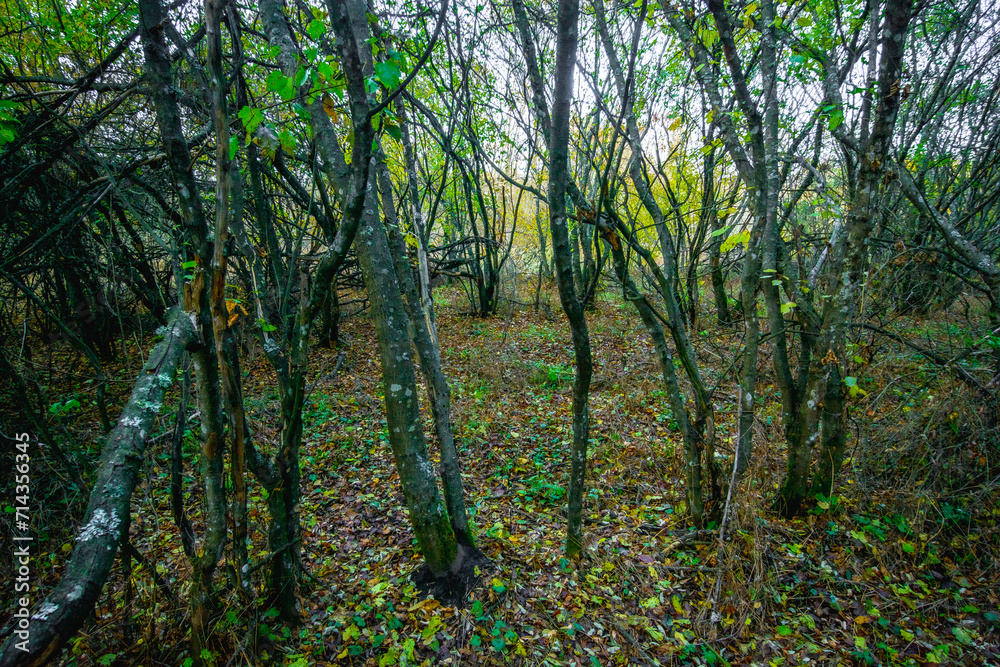 Obraz premium Gentle Oak Trees in the Emerald Hues of an Autumn Forest, Bathed in the Warm Radiance of Sunset