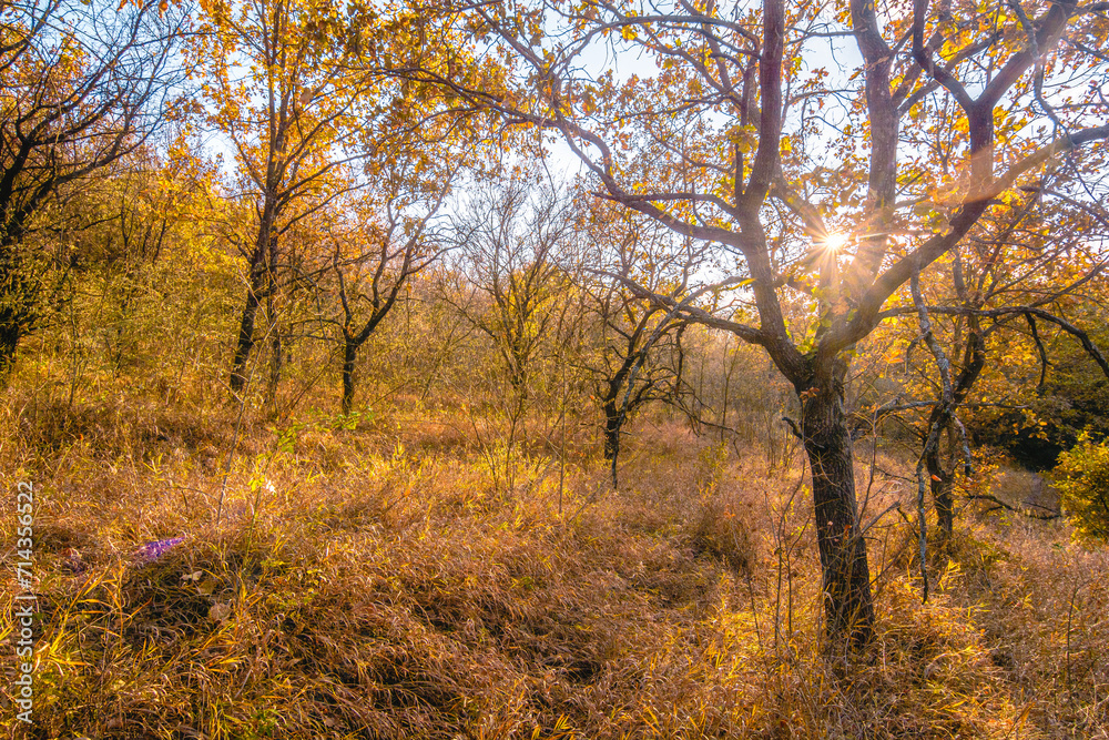 Thin oak trees with orange leaves, in the forest, illuminated by the evening sun, in a field with yellow dry grass. Thin oak trees with orange leaves, in the forest, illuminated by the evening sun, in a field with yellow dry grass.