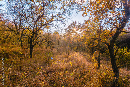 Thin, twisting oak trees with orange leaves, in the forest, illuminated by the evening sun, in a field with yellow dry grass.