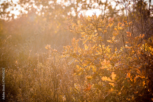 Yellow-orange oak leaves, growing above tall dry grass, illuminated by sunlight