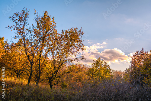 Three thin trees with yellow leaves on the left side, growing on a hill with yellow-orange grass, and on the right side, dark needles of bare bushes backdrop of yellow trees and a blue sky with clouds