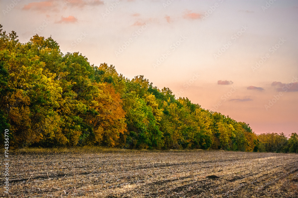 Orange-green trees with dense foliage, growing beyond a mown yellow field, against the backdrop of a soft orange sunset sky with small clouds.