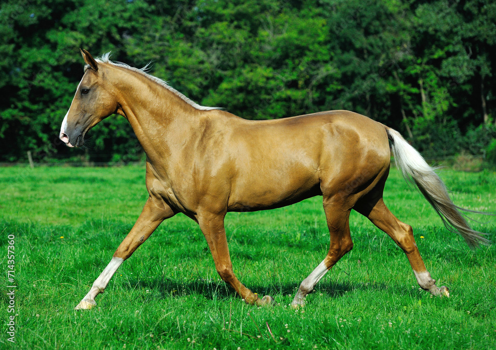 Fototapeta premium Two golden akhal-teke breed horses running in the park together. Beautiful horses