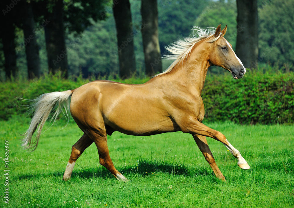 Obraz premium Two golden akhal-teke breed horses running in the park together. Beautiful horses