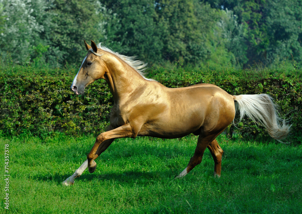Two golden akhal-teke breed horses running in the park together. Beautiful horses Two golden akhal-teke breed horses running in the park together. Beautiful horses