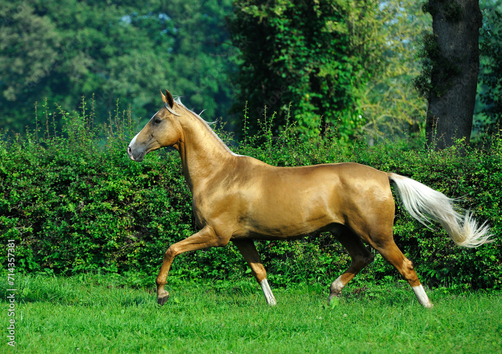 Two golden akhal-teke breed horses running in the park together. Beautiful horses Two golden akhal-teke breed horses running in the park together. Beautiful horses