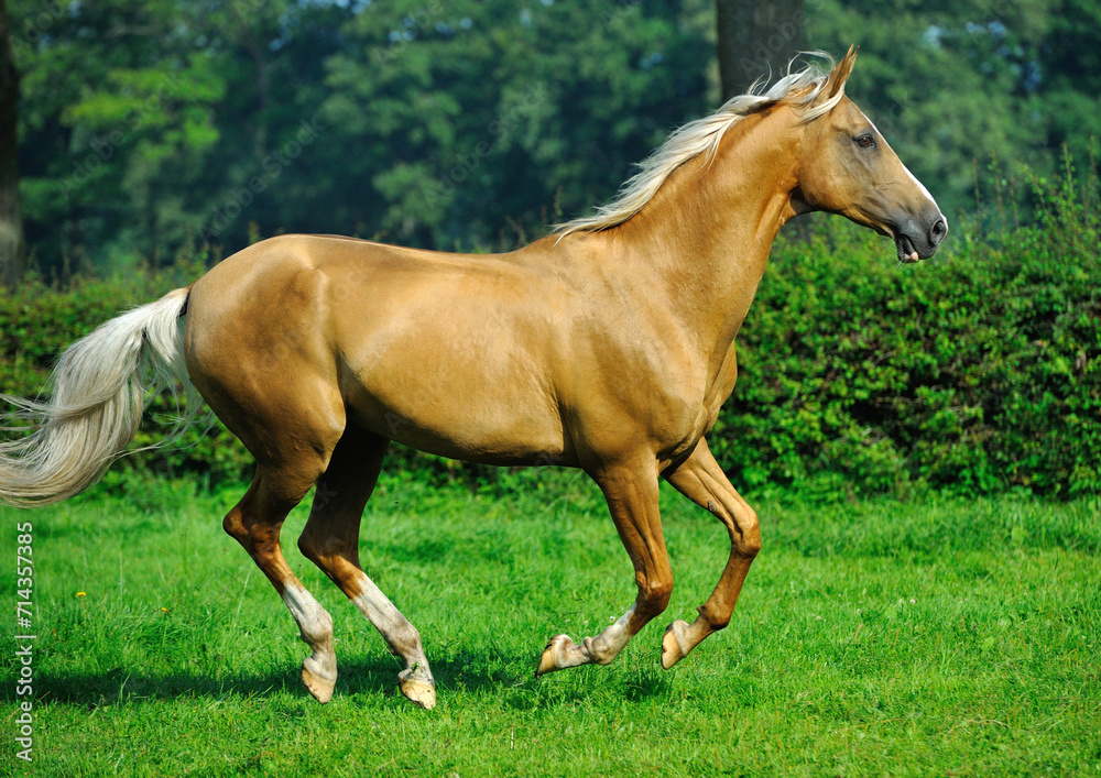Two golden akhal-teke breed horses running in the park together. Beautiful horses Two golden akhal-teke breed horses running in the park together. Beautiful horses