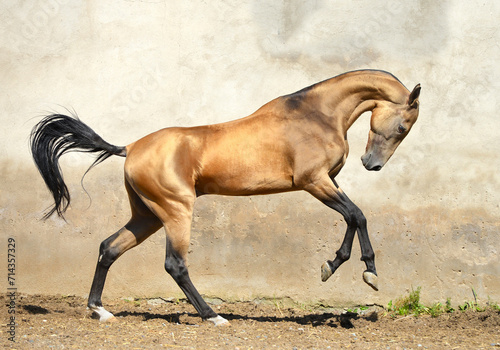 Two golden akhal-teke breed horses running in the park together. Beautiful horses