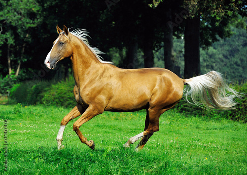 Two golden akhal-teke breed horses running in the park together. Beautiful horses