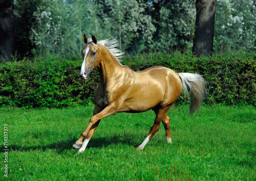 Two golden akhal-teke breed horses running in the park together. Beautiful horses