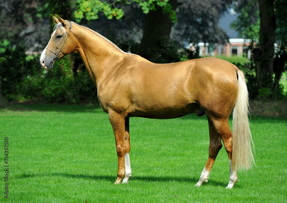 Two golden akhal-teke breed horses running in the park together. Beautiful horses Two golden akhal-teke breed horses running in the park together. Beautiful horses