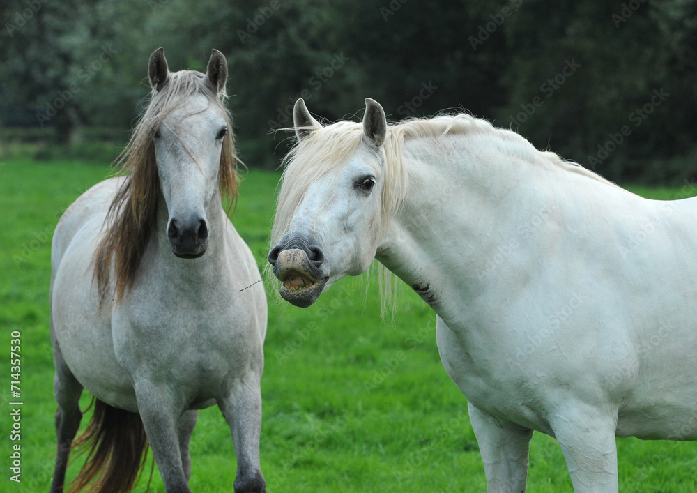 Two palomino akhal teke breed horses running in the park together. Beautiful horses. Portrait. Golden horse. Akhal-teke nice horse. 