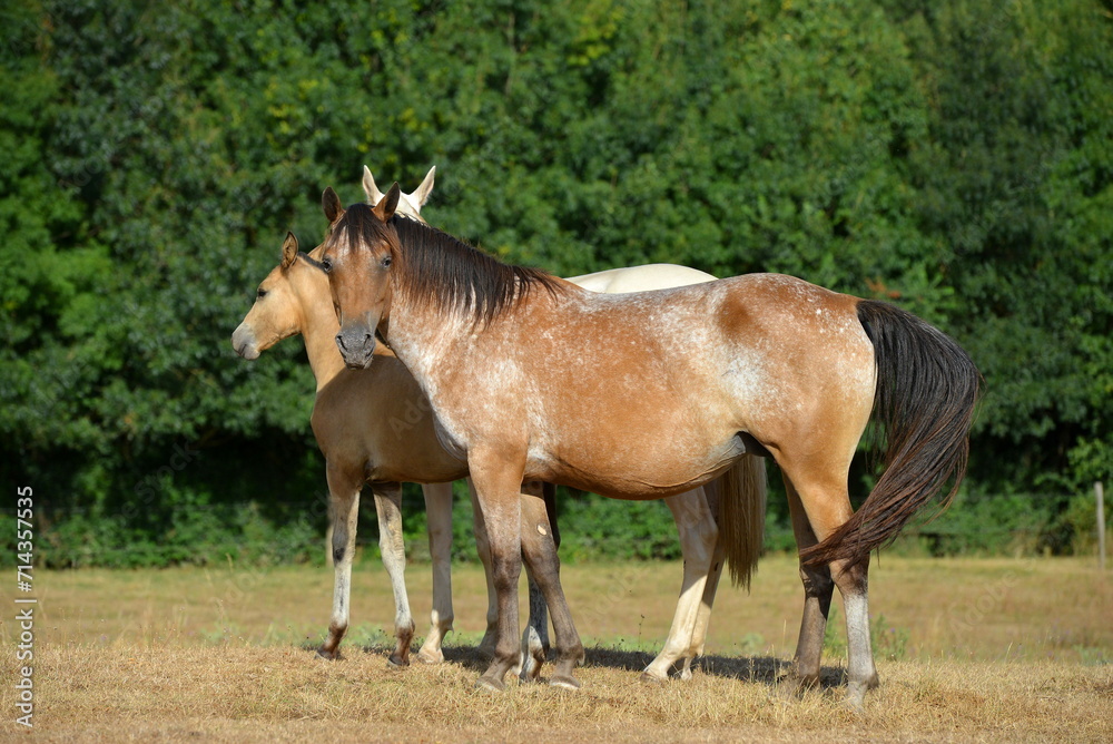 Two palomino akhal teke breed horses running in the park together. Beautiful horses. Portrait. Golden horse. Akhal-teke nice horse. Two palomino akhal teke breed horses running in the park together. Beautiful horses. Portrait. Golden horse. Akhal-teke nice horse.
