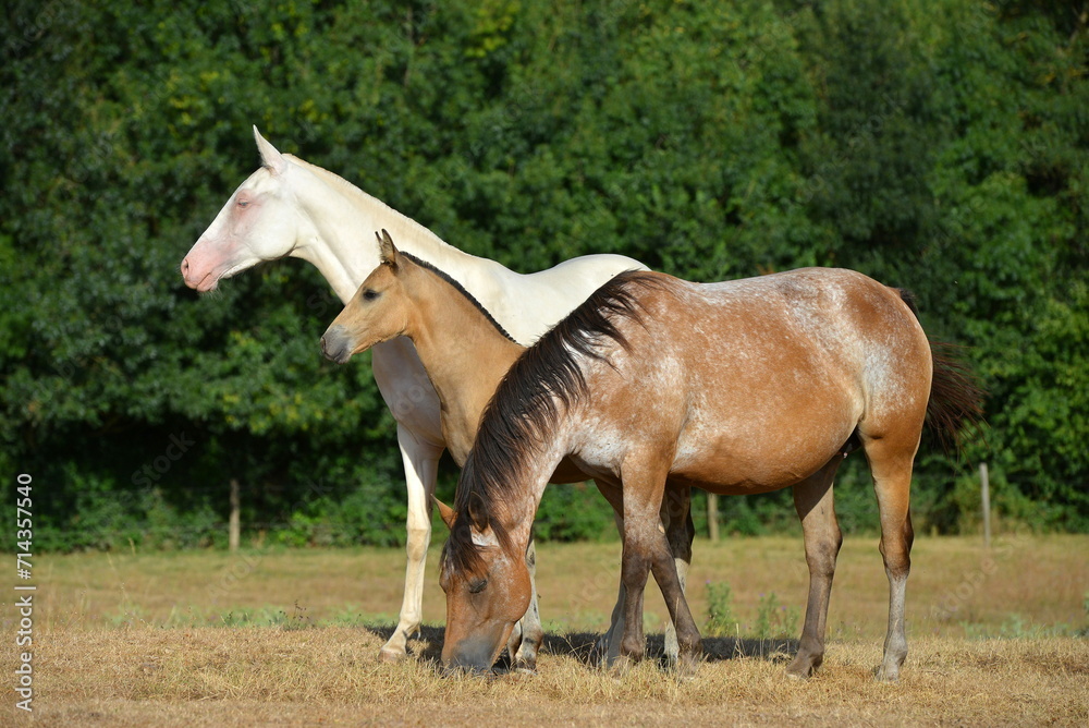 Two palomino akhal teke breed horses running in the park together. Beautiful horses. Portrait. Golden horse. Akhal-teke nice horse. Two palomino akhal teke breed horses running in the park together. Beautiful horses. Portrait. Golden horse. Akhal-teke nice horse.