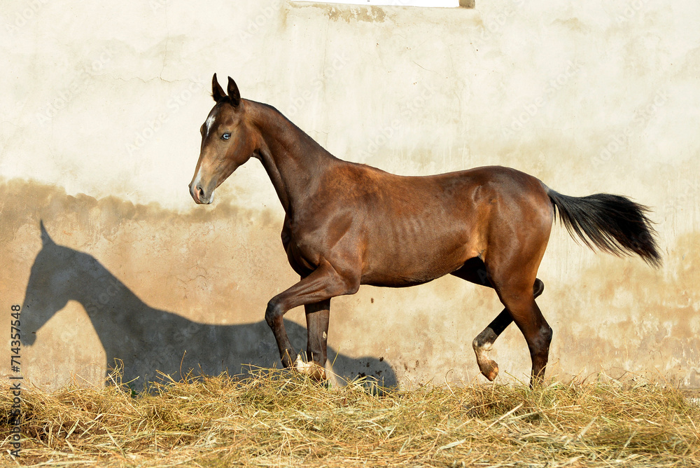 Obraz premium Two palomino akhal teke breed horses running in the park together. Beautiful horses. Portrait. Golden horse. Akhal-teke nice horse. 