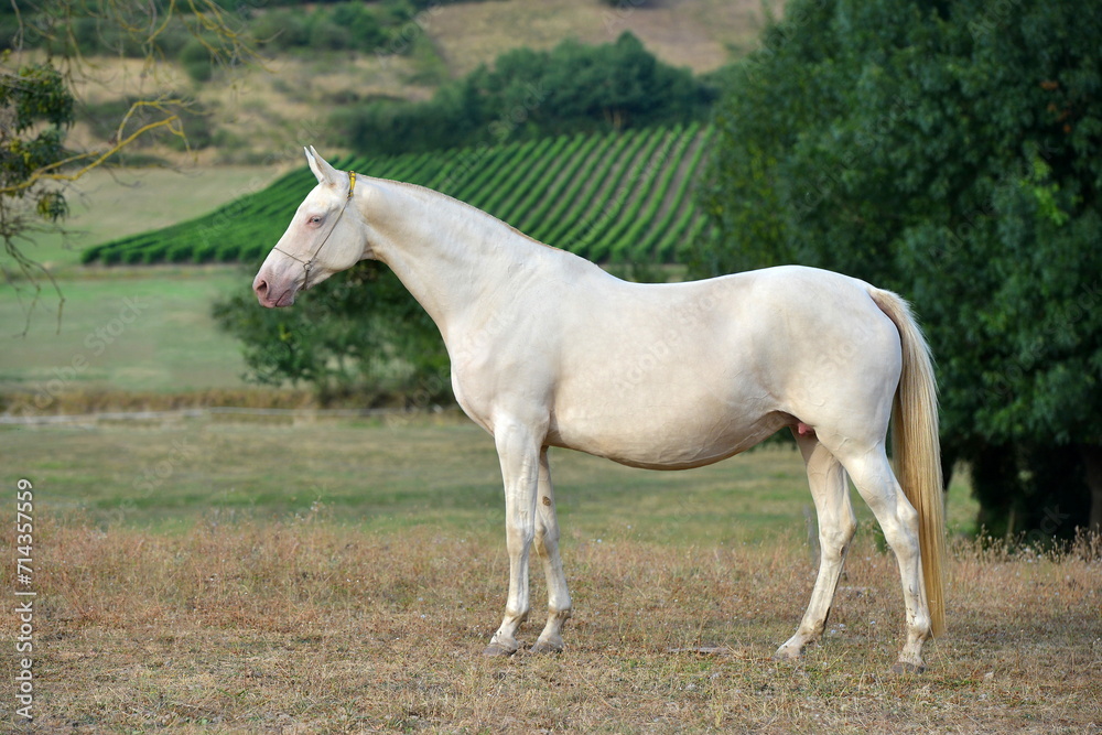 Two palomino akhal teke breed horses running in the park together. Beautiful horses. Portrait. Golden horse. Akhal-teke nice horse. Two palomino akhal teke breed horses running in the park together. Beautiful horses. Portrait. Golden horse. Akhal-teke nice horse.