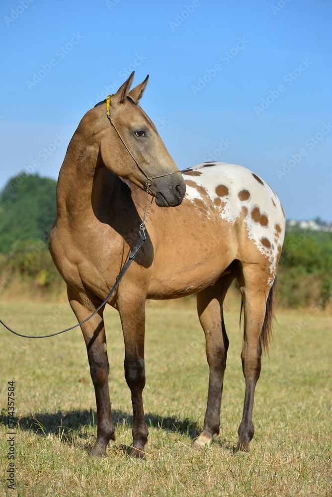 Two palomino akhal teke breed horses running in the park together. Beautiful horses. Portrait. Golden horse. Akhal-teke nice horse. Two palomino akhal teke breed horses running in the park together. Beautiful horses. Portrait. Golden horse. Akhal-teke nice horse.