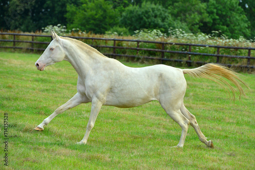 Two palomino akhal teke breed horses running in the park together. Beautiful horses. Portrait. Golden horse. Akhal-teke nice horse.  © arthorse
