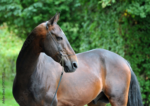 Two palomino akhal teke breed horses running in the park together. Beautiful horses. Portrait. Golden horse. Akhal-teke nice horse. 