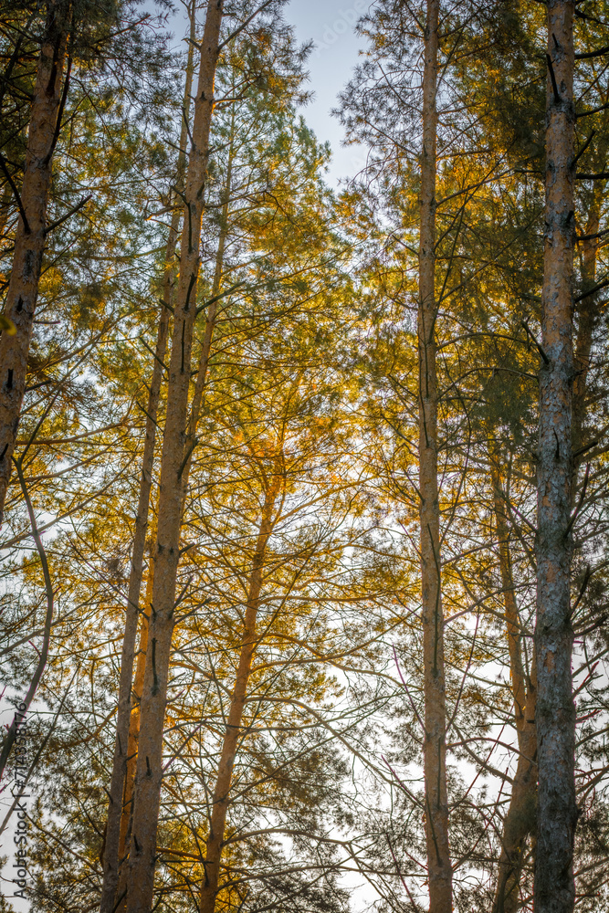 Branches of young coniferous trees against the sky, illuminated by morning sunlight during the golden hour.