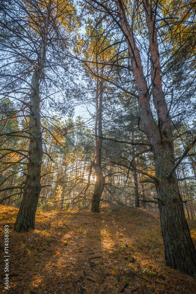 Bent Pine Tree with Dry Branches, Standing on a Hill in a Pine Forest, with Pine Trees in the Foreground and Background, Vertically Framed Bent Pine Tree with Dry Branches, Standing on a Hill in a Pine Forest, with Pine Trees in the Foreground and Background, Vertically Framed