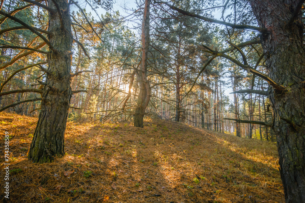 Fototapeta premium Bent Pine Tree with Dry Branches, Standing on a Hill in a Pine Forest, with Pine Trees in the Foreground and Background, Horizontally Framed
