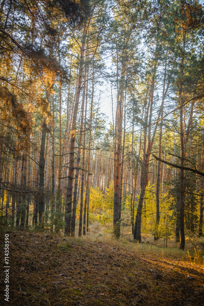 Pine Trees in a Clearing of a Pine Forest, Their Tops Dusted with Pine Needles, Captured During a Warm Autumn Sunrise