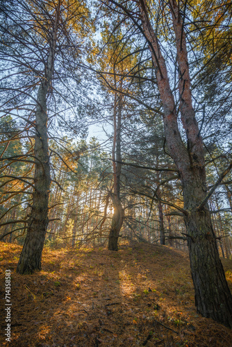 Bent Pine Tree with Dry Branches  Standing on a Hill in a Pine Forest  with Pine Trees in the Foreground and Background  Vertically Framed