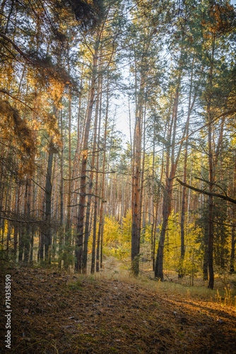Pine Trees in a Clearing of a Pine Forest, Their Tops Dusted with Pine Needles, Captured During a Warm Autumn Sunrise