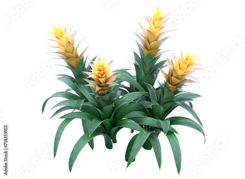Fotografija Yellow Guzmania Bromeliads isolated,  bushes shrub and small plants isolated