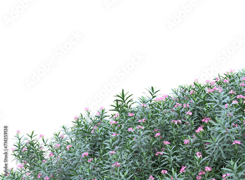 Nerium flowers branch bushes shrub isolated