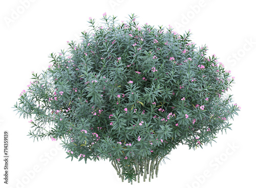 Nerium flowers branch bushes shrub isolated