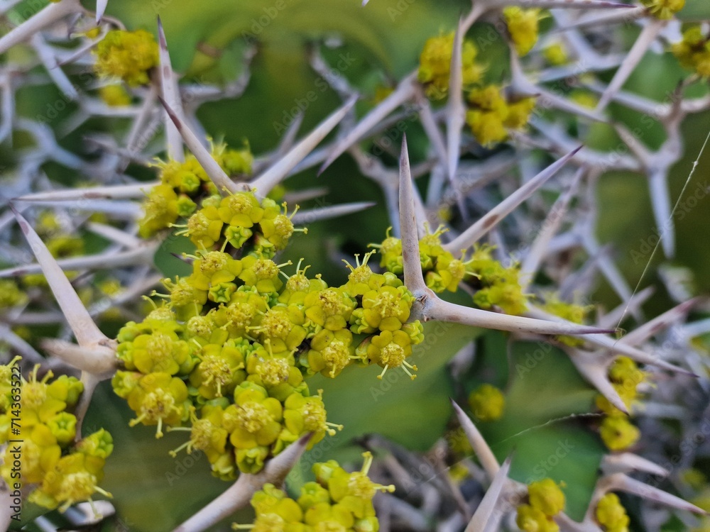 Explore Lanzarote's stunning cactus gardens, where the vibrant hues and varied shapes of these plants create a mesmerizing tapestry of desert life. Explore Lanzarote's stunning cactus gardens, where the vibrant hues and varied shapes of these plants create a mesmerizing tapestry of desert life.