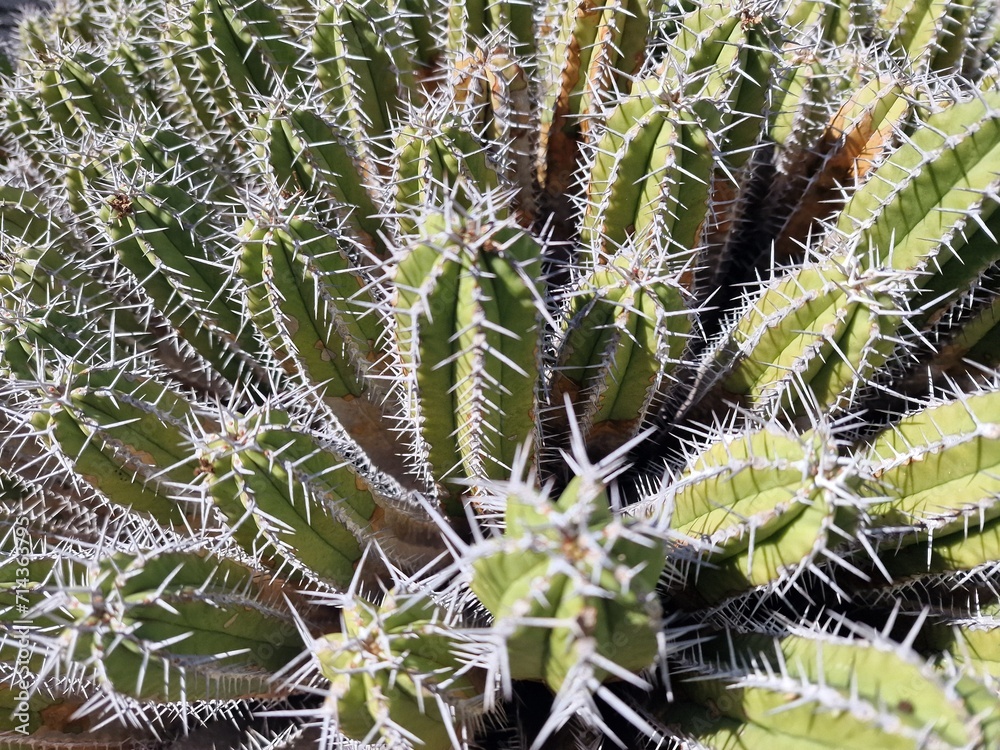 Explore Lanzarote's stunning cactus gardens, where the vibrant hues and varied shapes of these plants create a mesmerizing tapestry of desert life. Explore Lanzarote's stunning cactus gardens, where the vibrant hues and varied shapes of these plants create a mesmerizing tapestry of desert life.