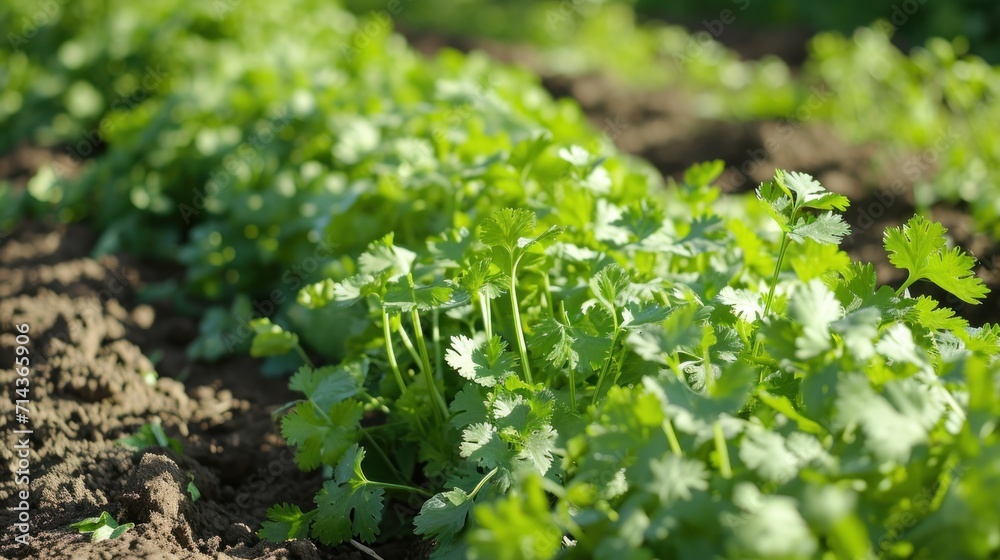 The cultivation and production of cilantro, a successful harvest.